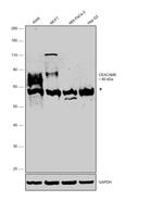 CEACAM6 Antibody in Western Blot (WB)
