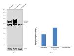 CEACAM6 Antibody in Western Blot (WB)