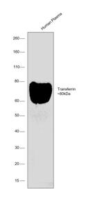 Transferrin Antibody in Western Blot (WB)
