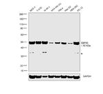 EBP50 Monoclonal Antibody (EBP-10)