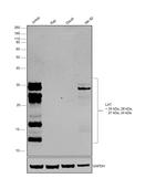 LAT Monoclonal Antibody (LAT-01)