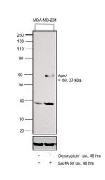 Apolipoprotein J Antibody