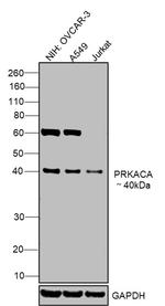 PKA alpha Monoclonal Antibody (6D2.1)