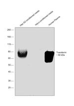Transferrin Monoclonal Antibody (12A6)