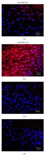 NGFR Antibody in Immunocytochemistry (ICC/IF)