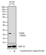 FADD Monoclonal Antibody (FD19)