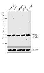 HMGB1 Monoclonal Antibody (HAP46.5)