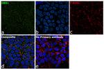 Drebrin Antibody in Immunocytochemistry (ICC/IF)
