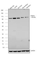 Drebrin Antibody in Western Blot (WB)