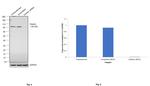Drebrin Antibody
