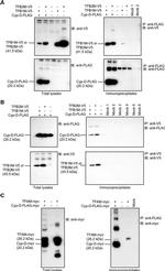 Myc Tag Antibody in Western Blot, Immunoprecipitation (WB, IP)