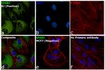 SPARC Antibody