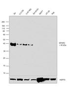SPARC Antibody in Western Blot (WB)