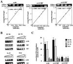 Ku70/Ku80 Antibody in Immunoprecipitation (IP)