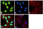 Ku70/Ku80 Antibody in Immunocytochemistry (ICC/IF)