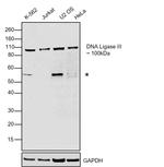 DNA Ligase III Monoclonal Antibody (1F3)