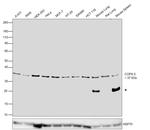 JAB1 Antibody in Western Blot (WB)