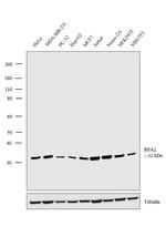 RPA2 Antibody in Western Blot (WB)