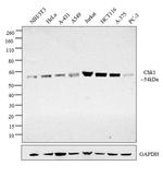 Chk1 Monoclonal Antibody (6F5)