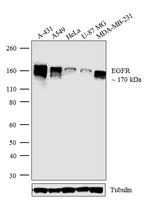 EGFR Antibody