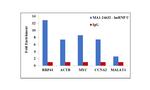hnRNP U Antibody in RNA Immunoprecipitation (RIP)