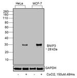 BNIP3 Antibody