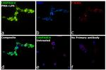 Caspase 4 Antibody in Immunocytochemistry (ICC/IF)