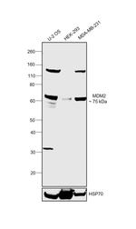 MDM2 Antibody in Western Blot (WB)