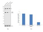 MDM2 Antibody in Western Blot (WB)