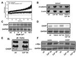 CHOP Antibody in Western Blot (WB)