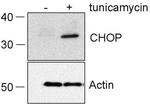 CHOP Antibody in Western Blot (WB)