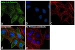 beta Tubulin 1,2 Antibody in Immunocytochemistry (ICC/IF)
