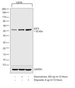 E2F3 Monoclonal Antibody (PG30)