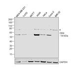 DR4 Monoclonal Antibody (32A1380)