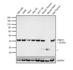 PRMT1 Antibody in Western Blot (WB)