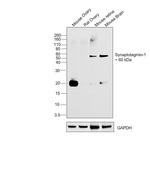 Synaptotagmin 1 Monoclonal Antibody (ASV48)