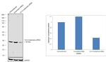 14-3-3 beta/zeta Antibody in Western Blot (WB)