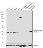 14-3-3 beta/zeta Antibody in Western Blot (WB)