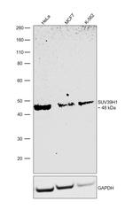 SUV39H1 Monoclonal Antibody (44.1)