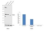 SUV39H1 Antibody in Western Blot (WB)