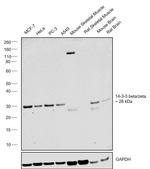 14-3-3 beta/zeta Antibody