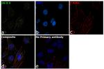 14-3-3 beta/zeta Antibody in Immunocytochemistry (ICC/IF)