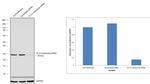 14-3-3 beta/zeta Antibody in Western Blot (WB)