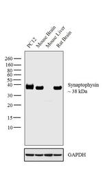 VAMP1 Antibody in Western Blot (WB)
