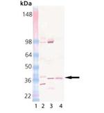 STX12 Monoclonal Antibody (4E212)