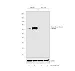 Human Serum Albumin Antibody