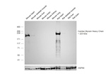 Cardiac Myosin Heavy Chain Monoclonal Antibody (3-48)