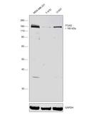 ITGA2 Monoclonal Antibody (31H4)