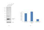 Cathepsin D Antibody in Western Blot (WB)