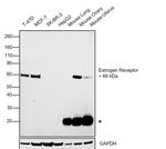 Estrogen Receptor alpha Antibody